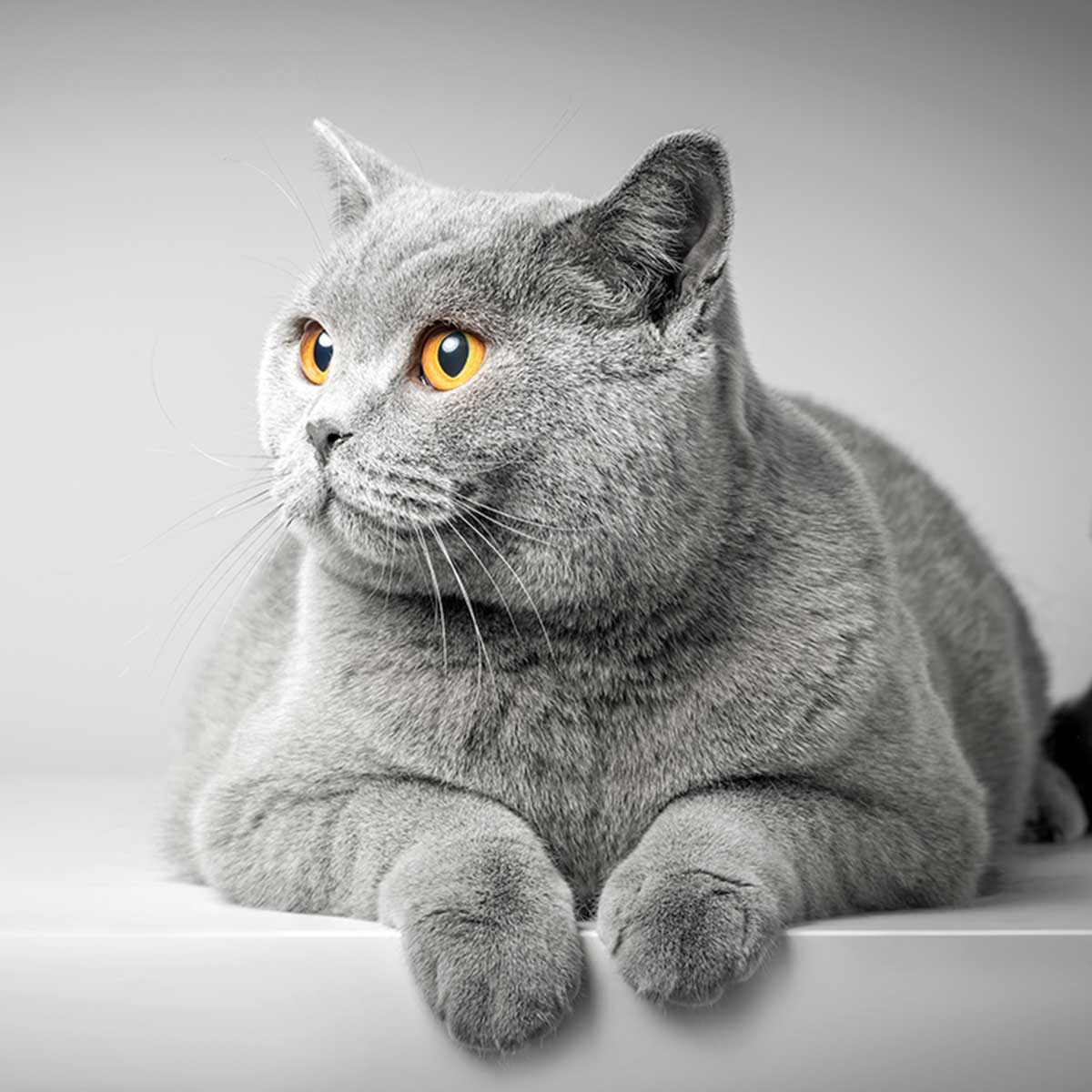 How to Use Top Cat Grooming Products